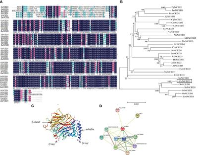 A key ABA biosynthetic gene OsNCED3 is a positive regulator in resistance to Nilaparvata lugens in Oryza sativa